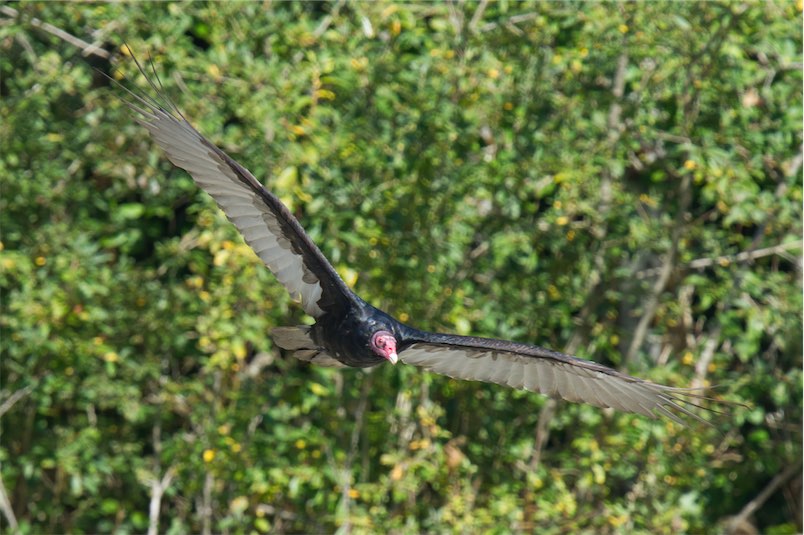 Turkey Vulture 0902